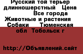 Русский той-терьер длинношерстный › Цена ­ 7 000 - Все города Животные и растения » Собаки   . Тюменская обл.,Тобольск г.